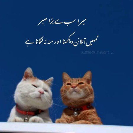 Memes & Satire image