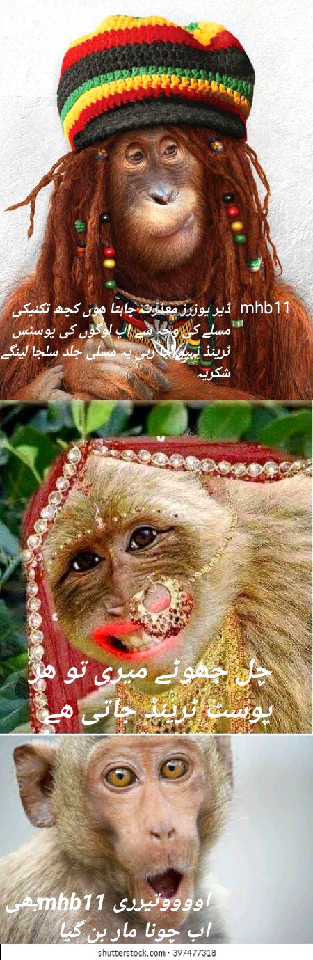 Damadam Roasting image