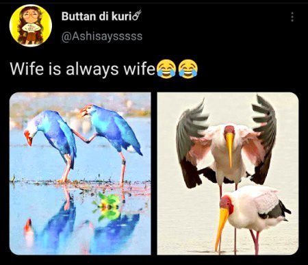 Memes & Satire image