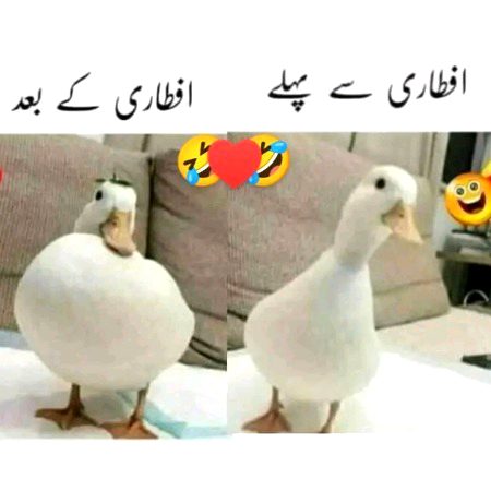Memes & Satire image