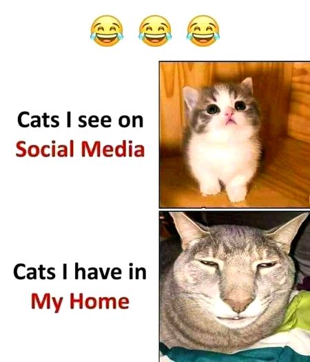 Memes & Satire image