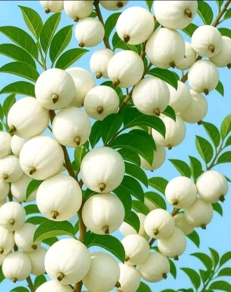 Beautiful Nature image