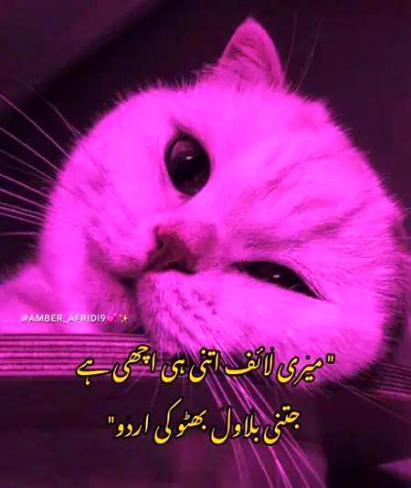 Memes & Satire image