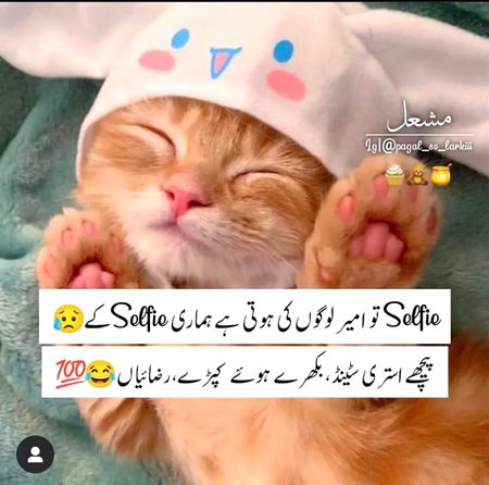 Memes & Satire image