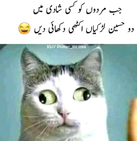 Memes & Satire image