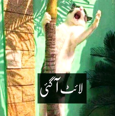 Memes & Satire image