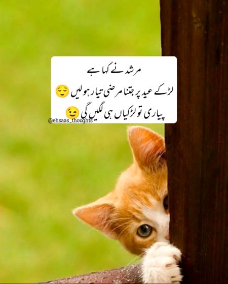 Memes & Satire image