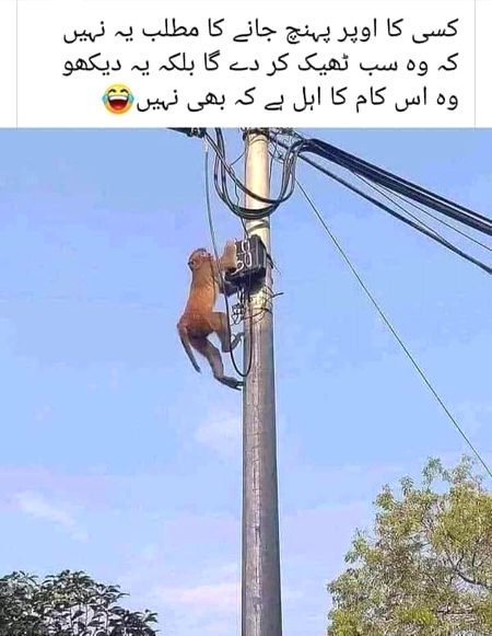 Memes & Satire image