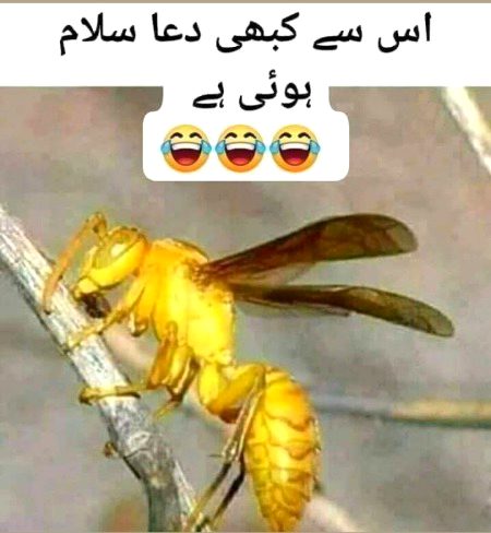 Memes & Satire image