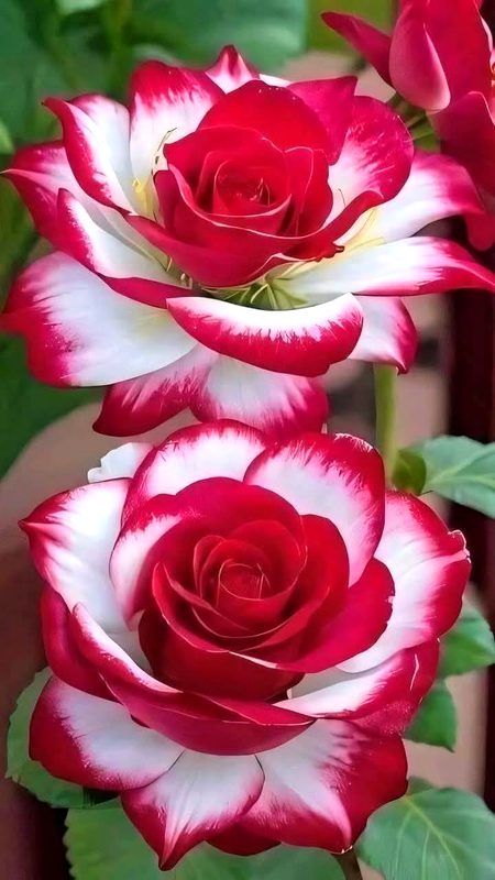 Beautiful Nature image