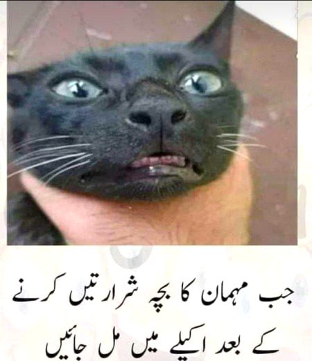 Memes & Satire image