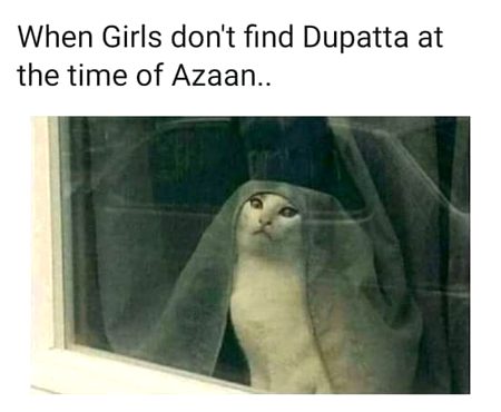 Memes & Satire image