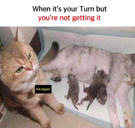 Memes & Satire image
