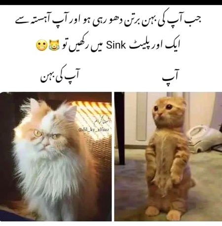 Memes & Satire image