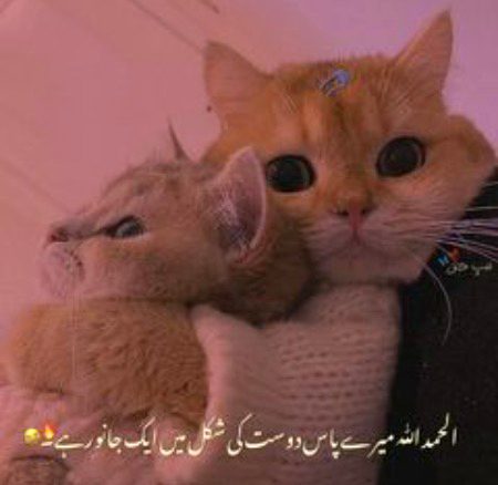 Jokes image