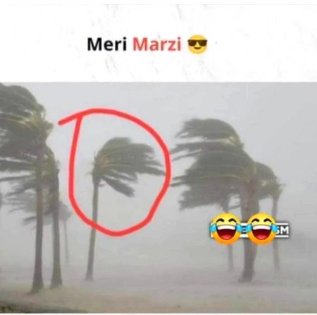 Memes & Satire image