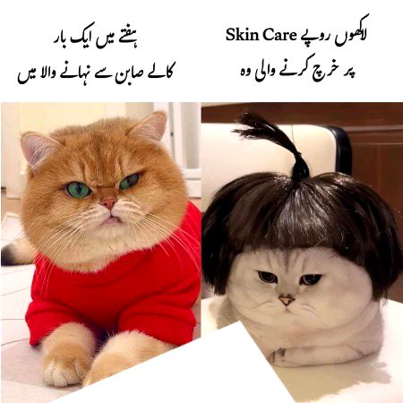 Memes & Satire image