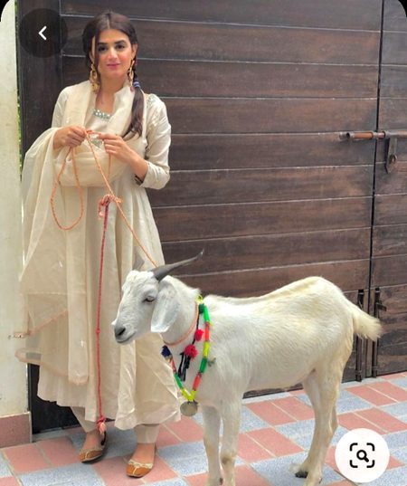 Pakistani Celebs image
