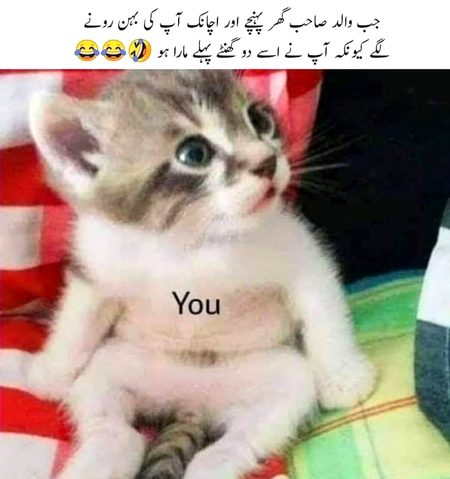 Memes & Satire image