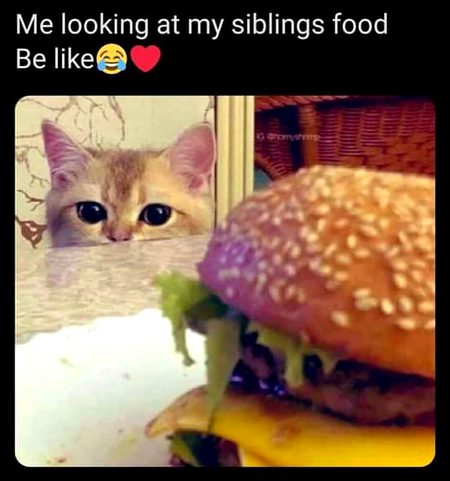 Memes & Satire image