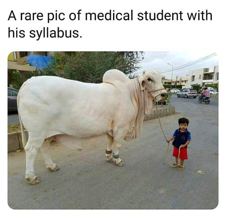Memes & Satire image