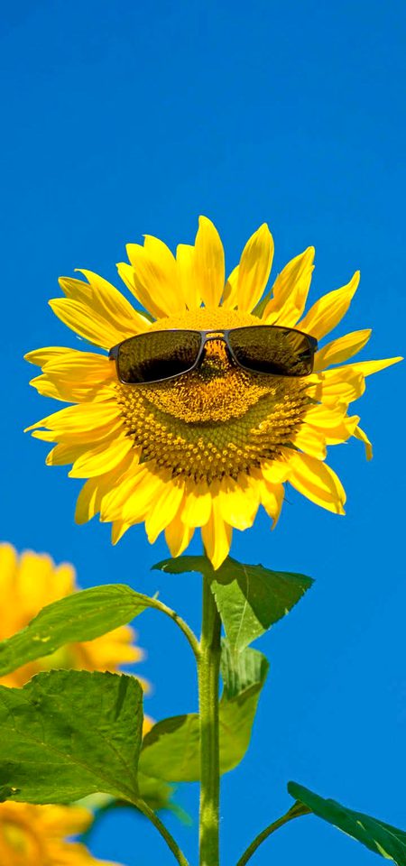 Beautiful Nature image