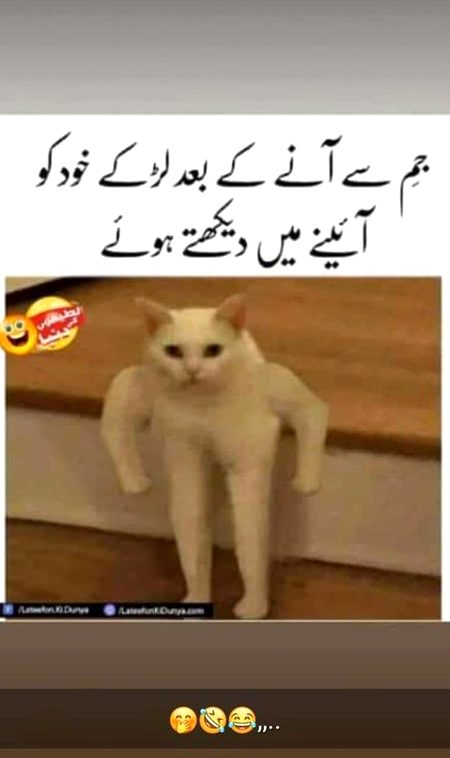 Memes & Satire image