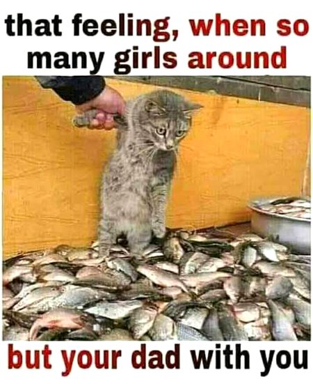 Memes & Satire image