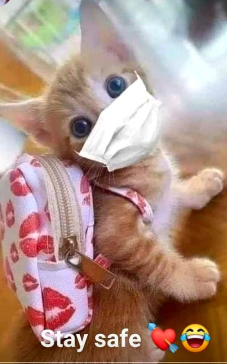 Memes & Satire image