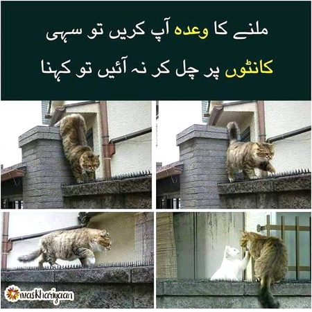 Memes & Satire image
