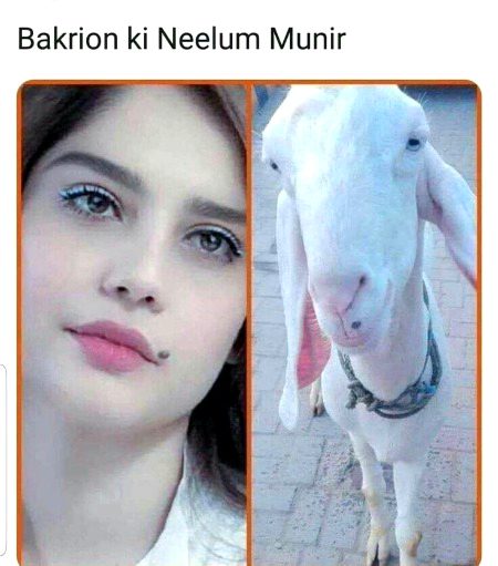 Memes & Satire image
