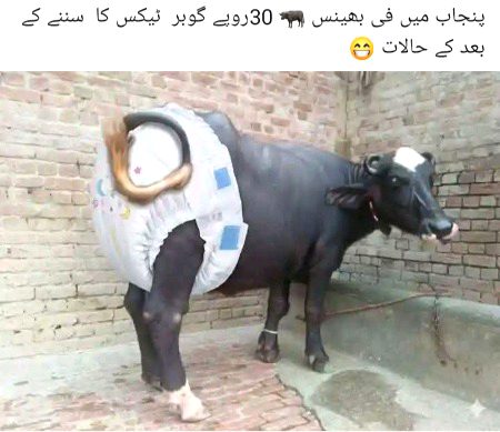 Memes & Satire image