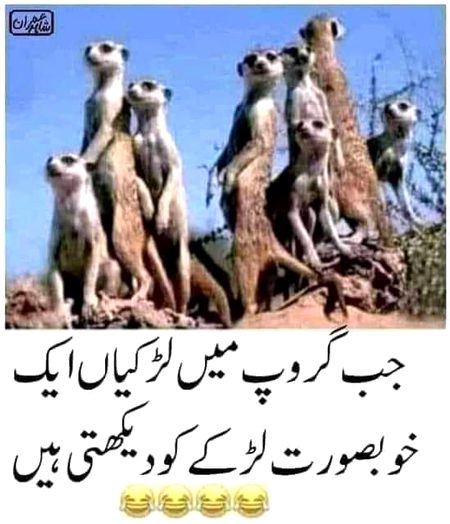 Memes & Satire image
