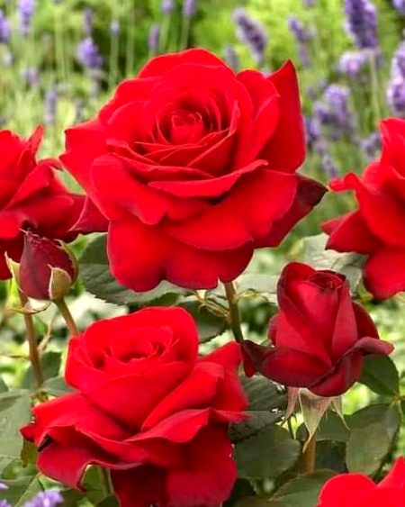 Beautiful Nature image