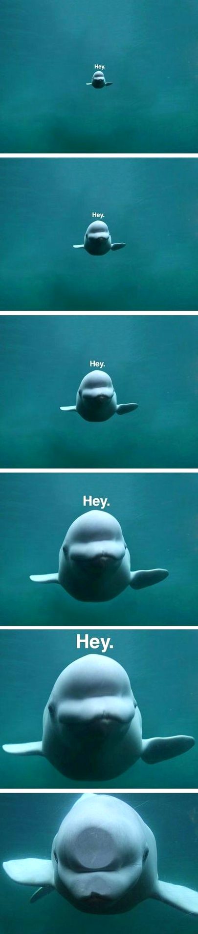 Memes & Satire image