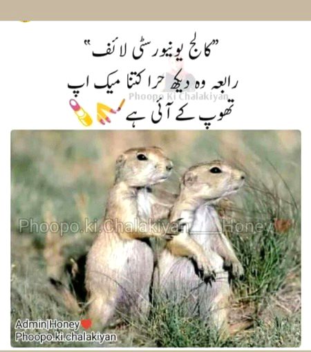 Memes & Satire image