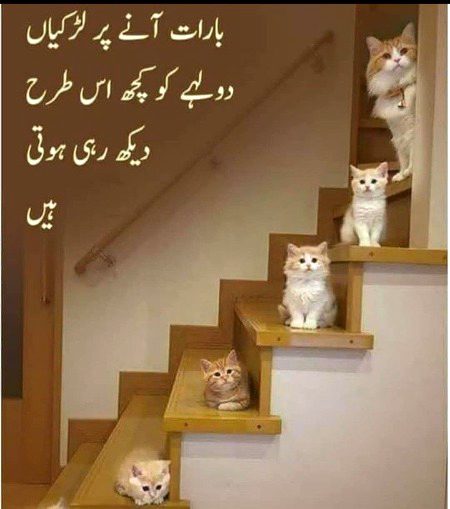 Memes & Satire image