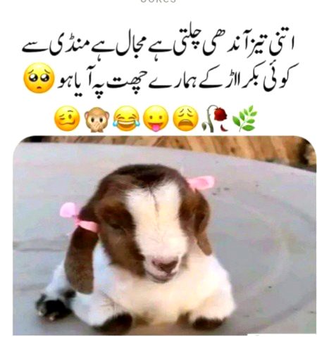 Funny joke