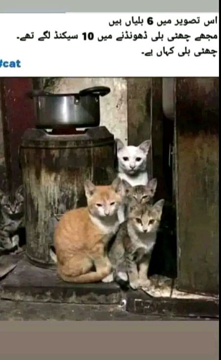 Memes & Satire image