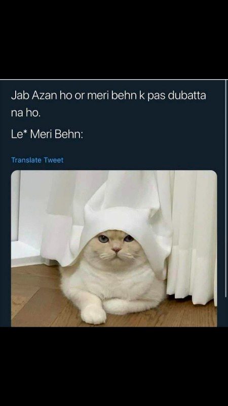 Memes & Satire image