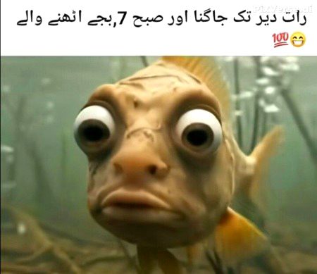 Memes & Satire image