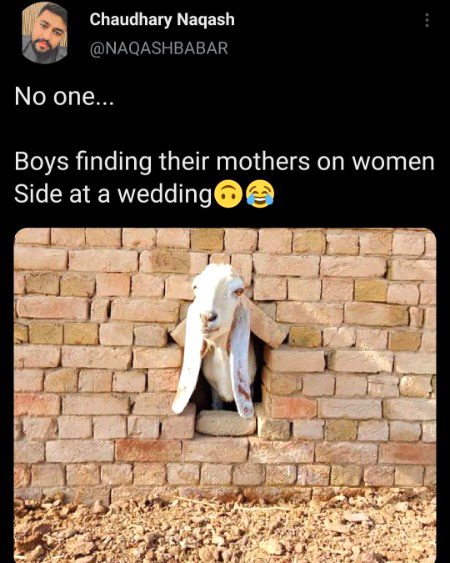 Memes & Satire image