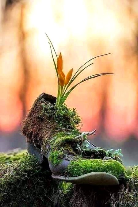 Beautiful Nature image