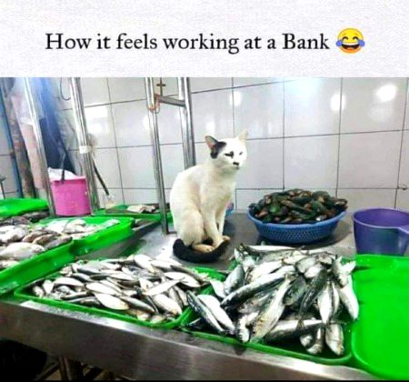 Funny joke