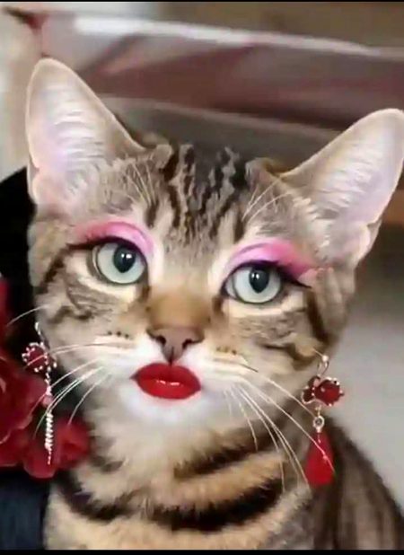 Memes & Satire image