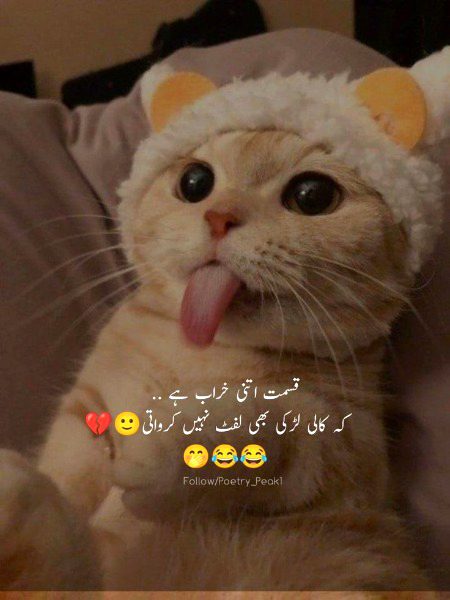 Memes & Satire image