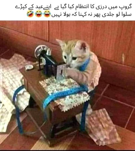 Memes & Satire image