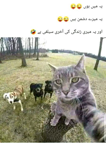 Memes & Satire image