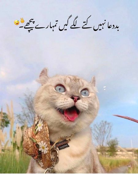 Attitude Quotes image