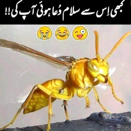 Memes & Satire image